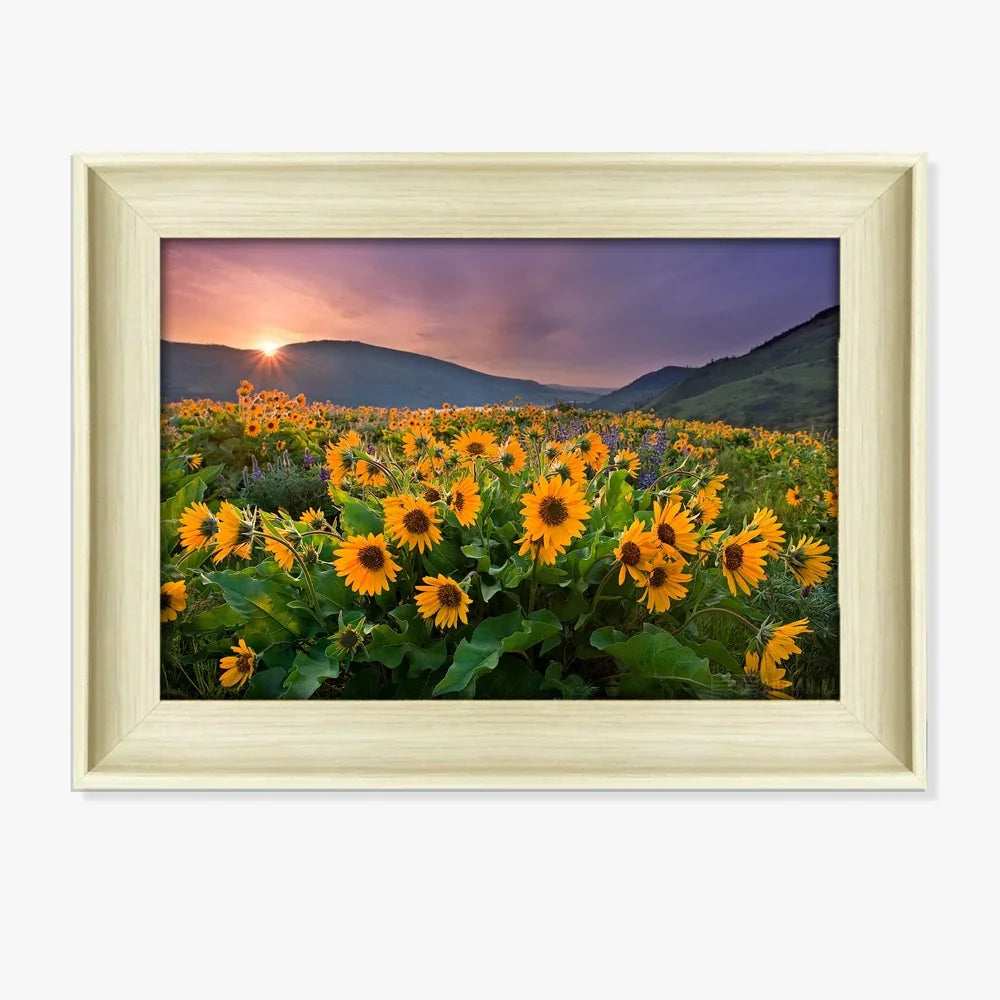 Framed landscape photo of a sunflower field at sunset with mountains in the background