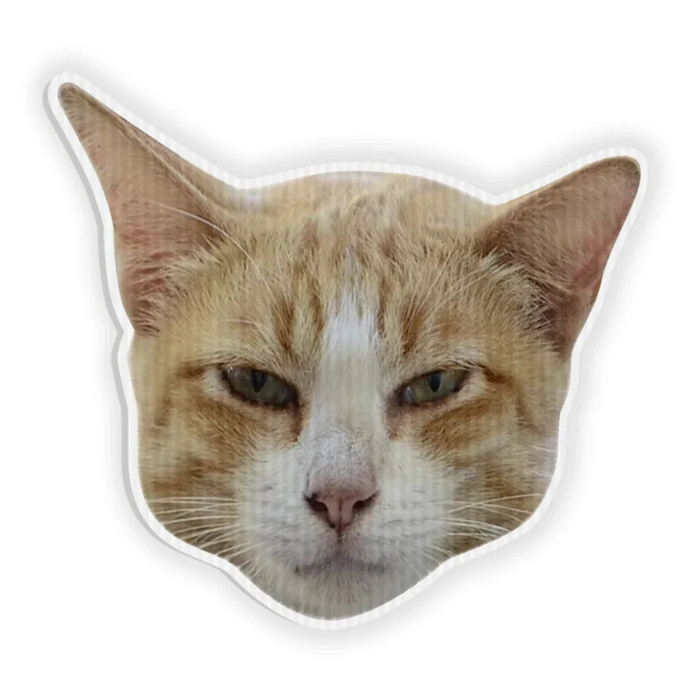 Close-up portrait of a ginger and white cat with a grumpy expression.