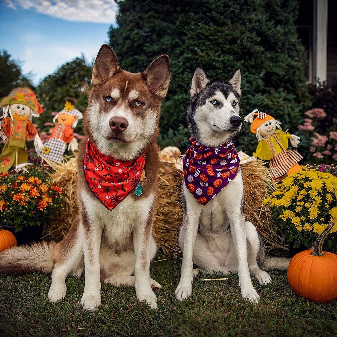 Two Huskies wearing festive Halloween bandanas sitting by pumpkins and scarecrows.
