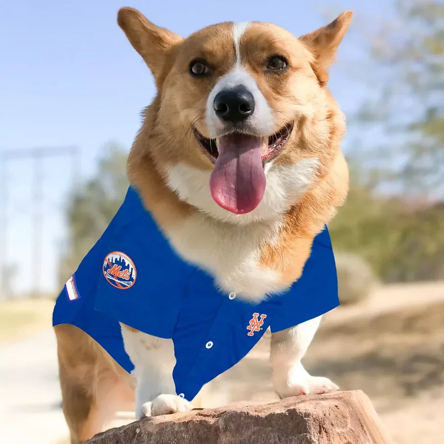 A Corgi dog wearing a blue New York Mets custom apparel shirt.